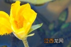 荇菜 荇菜图片