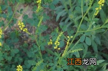 草木樨 草木樨蜜