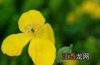 秃疮花图片 秃疮花