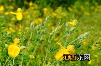 秃疮花图片 秃疮花