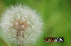 蒲公英 蒲公英茶的功效与作用