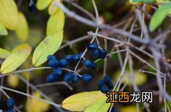 小叶女贞 小叶女贞子的功效与作用