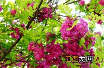 红花刺槐 红花刺槐花期