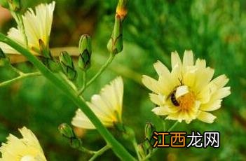 翅果菊图片 翅果菊