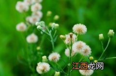 小飞蓬 小飞蓬草图片