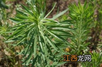 小飞蓬 小飞蓬草图片