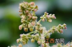 葎草怎么读 葎草