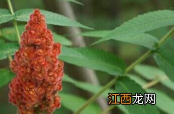 火炬树简介 火炬树