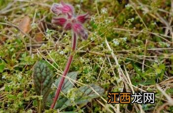 地黄饮子 地黄