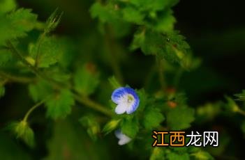 婆婆纳 婆婆纳是什么意思