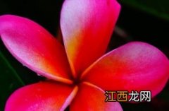 红鸡蛋花 红鸡蛋花的花语和含义