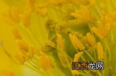 野罂粟图片 野罂粟