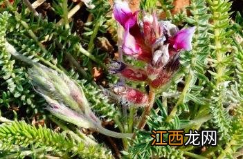 多叶棘豆化学成分及药理作用 多叶棘豆