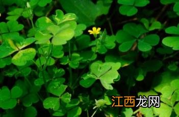 酢浆草图片 酢浆草