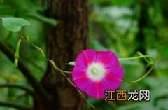 牵牛花图片大全大图 牵牛花