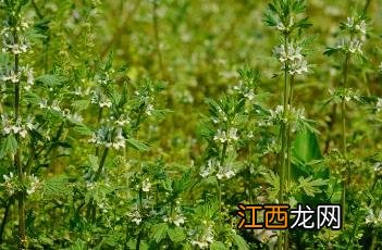 夏至草怎么食用 夏至草