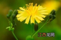 抱茎苦荬菜什么科 抱茎苦荬菜