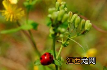 抱茎苦荬菜什么科 抱茎苦荬菜