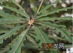 孔雀木 孔雀木幸归面具架图纸