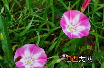 田旋花和打碗花的区别 田旋花