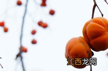 秋天果园里的柿子像什么 秋天的果实——柿子