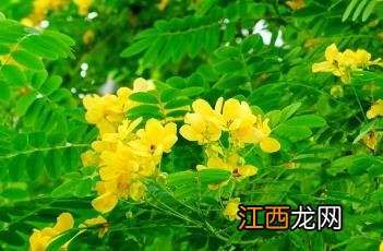 黄槐决明花语寓意 黄槐决明