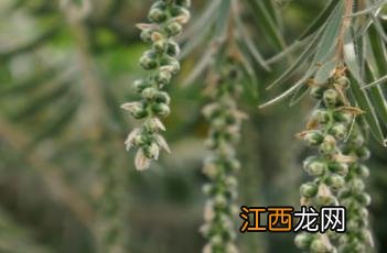 红千层 红千层花的寓意