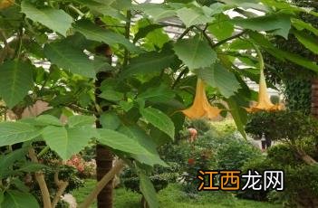 粉花木本曼陀罗 木本曼陀罗花图片