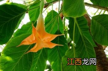 粉花木本曼陀罗 木本曼陀罗花图片