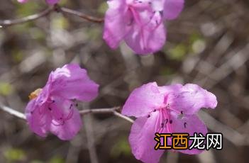 杜鹃花 杜鹃花怎么养才能更旺盛