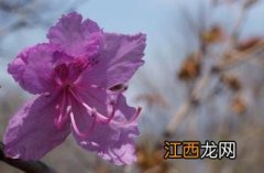 杜鹃花 杜鹃花怎么养才能更旺盛