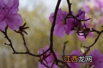 杜鹃花 杜鹃花怎么养才能更旺盛