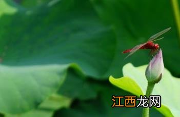 荷花诗词 荷花诗词名句