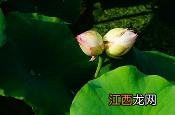 荷花诗词 荷花诗词名句