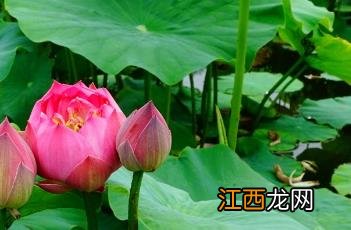 荷花诗词 荷花诗词名句