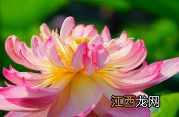 荷花诗词 荷花诗词名句