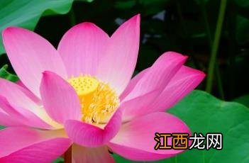 荷花诗词 荷花诗词名句