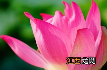 荷花诗词 荷花诗词名句