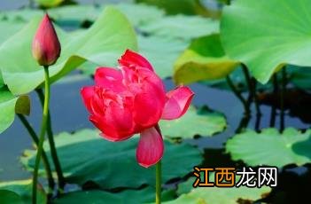 荷花诗词 荷花诗词名句