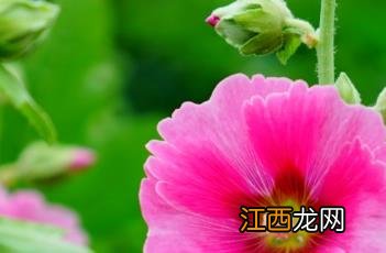 蜀葵花种子什么时候种 蜀葵