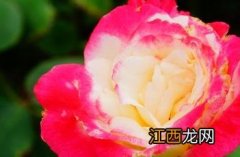 冬日里的月季花开的如此娇艳 春天的痕迹——月季花