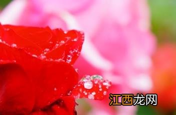 冬日里的月季花开的如此娇艳 春天的痕迹——月季花