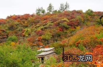 这样耀眼的红叶,不是黄栌 一红叶而知秋——黄栌