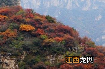 这样耀眼的红叶,不是黄栌 一红叶而知秋——黄栌