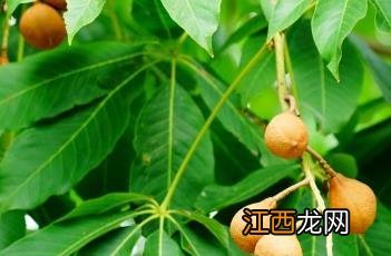 七叶树是什么树 七叶树