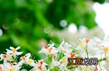 七叶树是什么树 七叶树