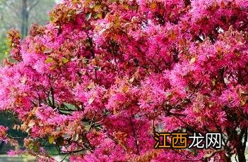 红花檵木 红花檵木怎么养护