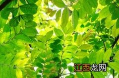 麻楝树果子 麻楝