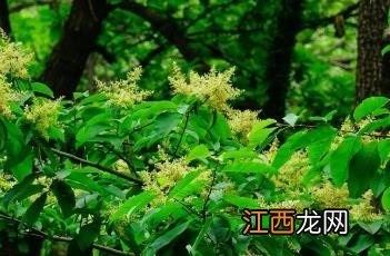 泡花树什么科 泡花树