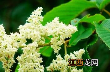 泡花树什么科 泡花树